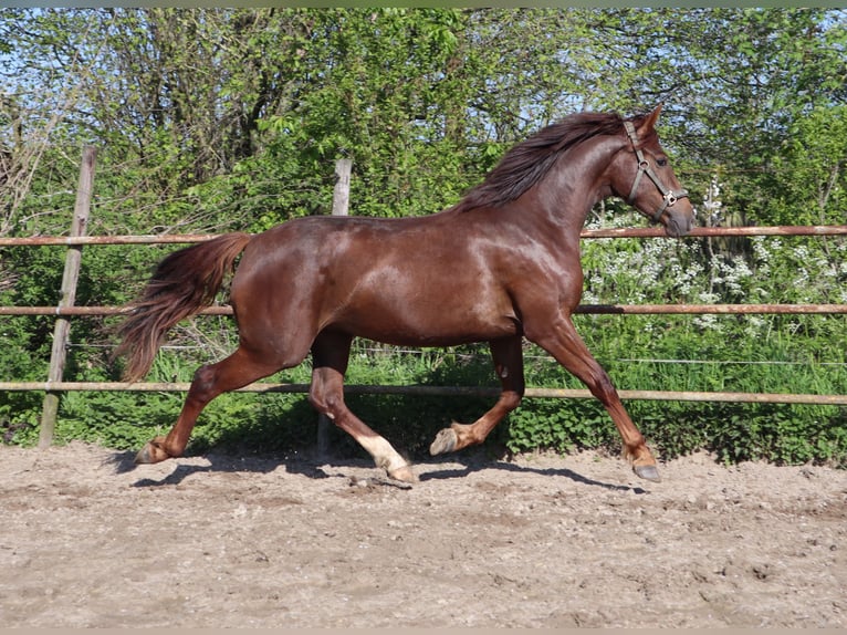 Anglo European Studbook Mare 3 years 16 hh Chestnut in Westervoort