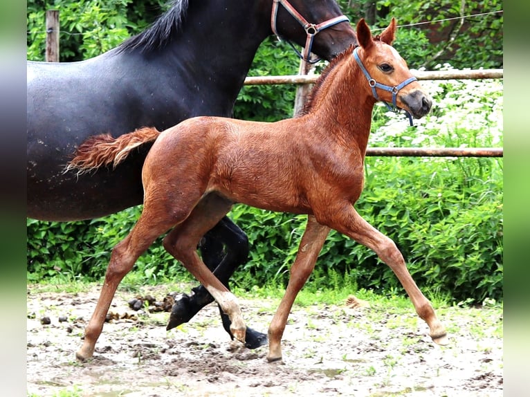 Anglo European Studbook Mare 3 years 16 hh Chestnut in Westervoort