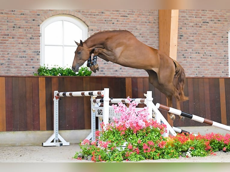 Anglo European Studbook Mare 3 years 16 hh Chestnut-Red in Bladel