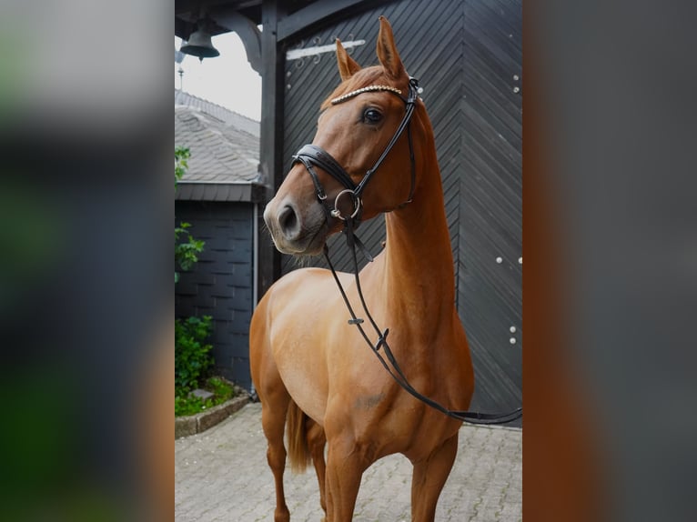 Anglo European Studbook Mare 3 years 16 hh Chestnut-Red in Einbeck