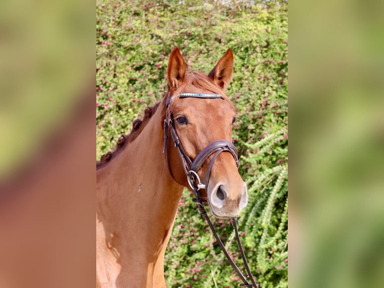 Anglo European Studbook Mare 3 years 16 hh Chestnut-Red in Einbeck