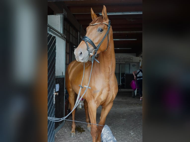 Anglo European Studbook Mare 3 years 16 hh Chestnut-Red in Einbeck