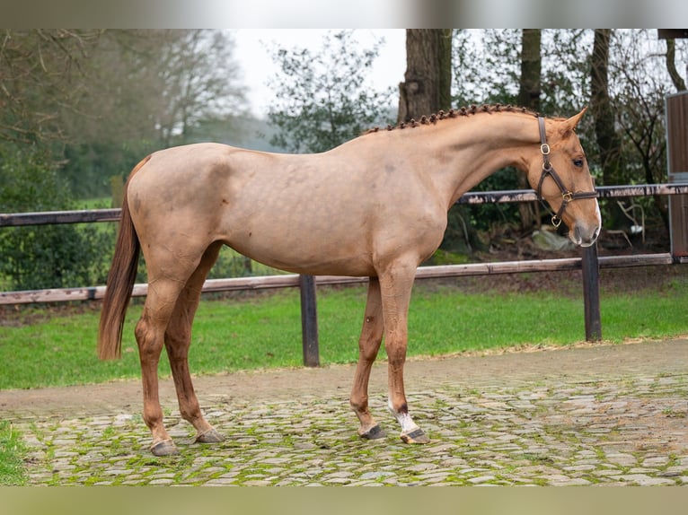 Anglo European Studbook Mare 3 years 16 hh Chestnut-Red in GROTE-BROGEL