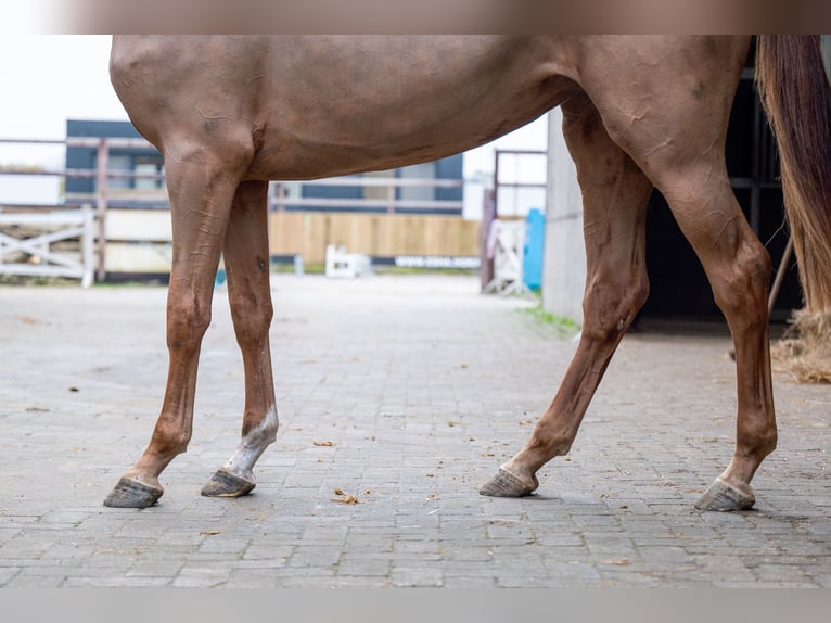 Anglo European Studbook Mare 3 years 16 hh Chestnut-Red in GROTE-BROGEL