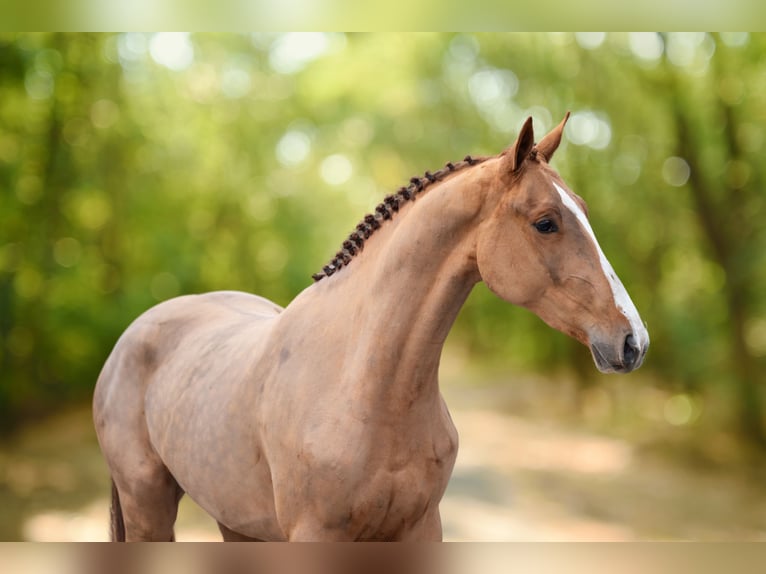 Anglo European Studbook Mare 3 years 16 hh Chestnut-Red in GROTE-BROGEL