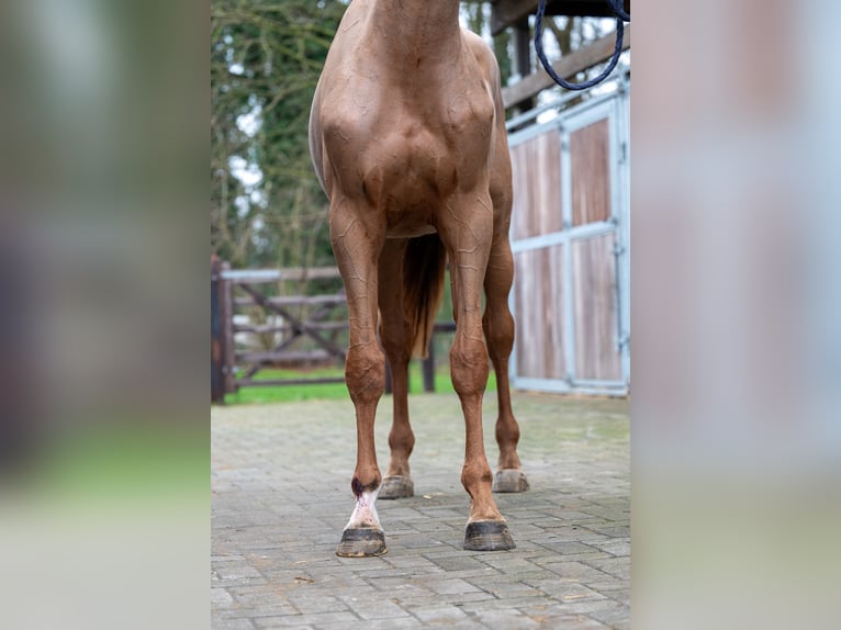 Anglo European Studbook Mare 3 years 16 hh Chestnut-Red in GROTE-BROGEL