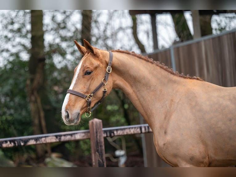 Anglo European Studbook Mare 3 years 16 hh Chestnut-Red in GROTE-BROGEL