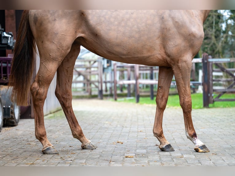 Anglo European Studbook Mare 3 years 16 hh Chestnut-Red in GROTE-BROGEL