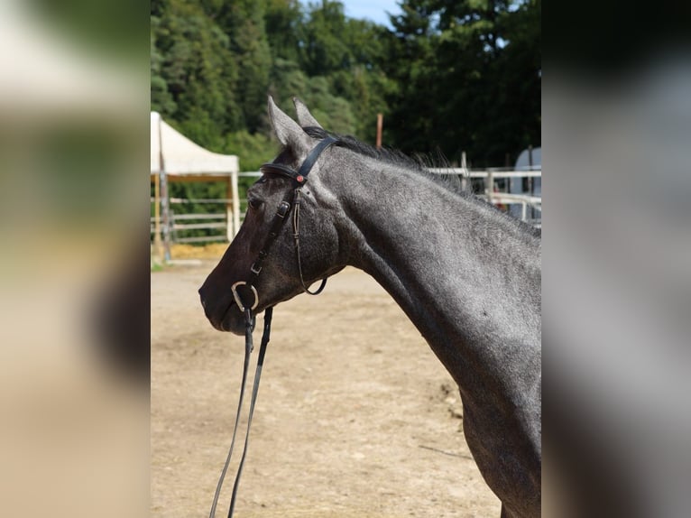 Anglo European Studbook Mare 3 years 16 hh Grey in Nunningen