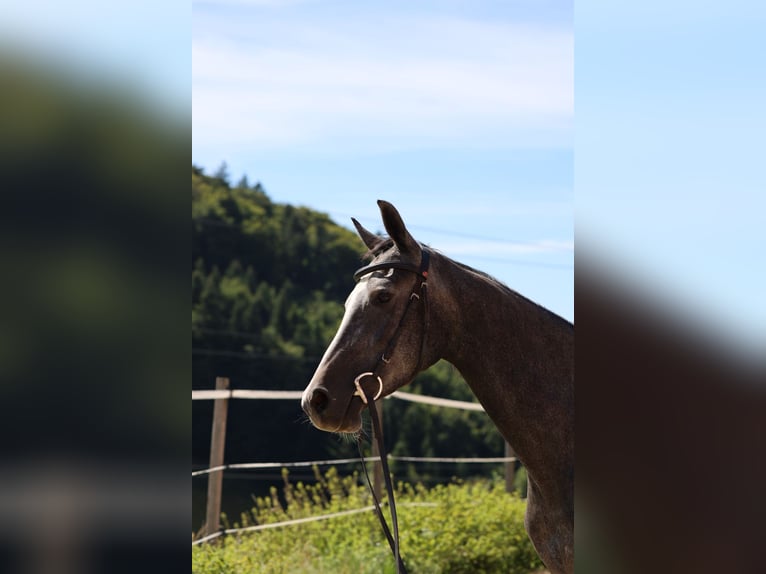 Anglo European Studbook Mare 3 years 16 hh Grey in Nunningen