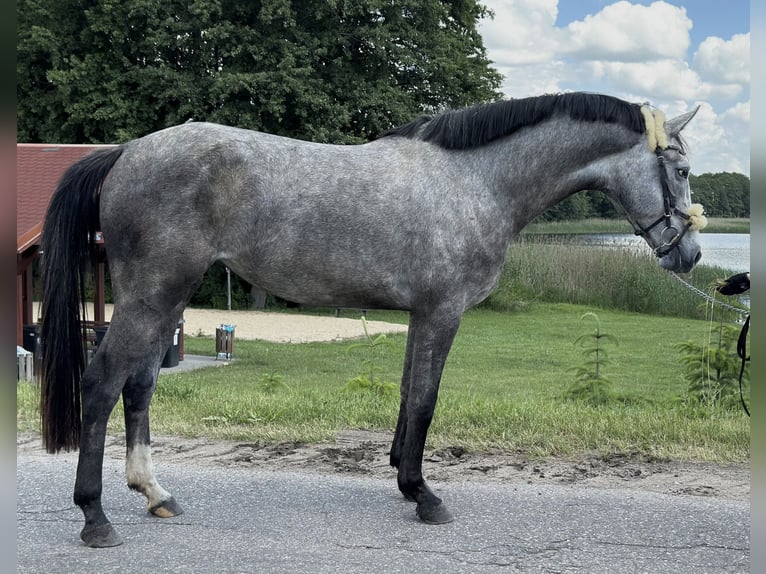 Anglo European Studbook Mare 3 years 16 hh Grey in Złotów