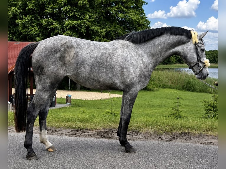Anglo European Studbook Mare 3 years 16 hh Grey in Złotów