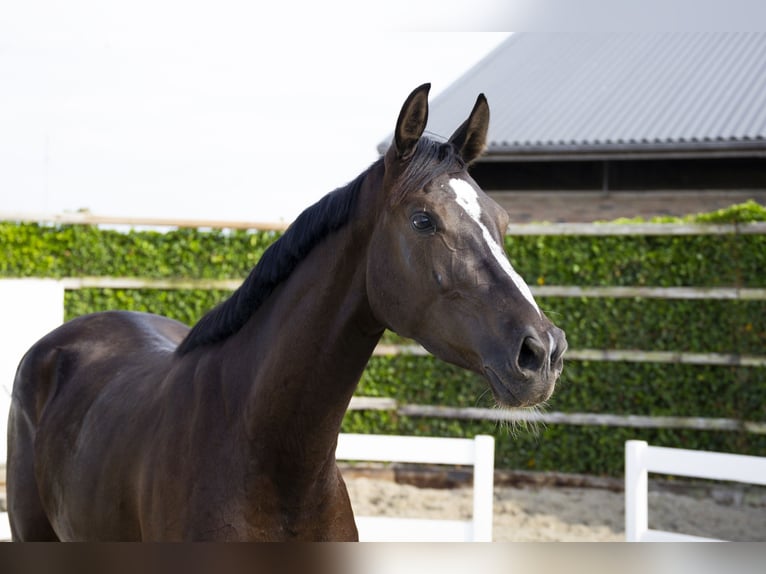 Anglo European Studbook Mare 3 years 16 hh Smoky-Black in Waddinxveen