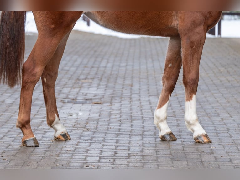 Anglo European Studbook Mare 3 years 16,1 hh Chestnut-Red in Grote Brogel