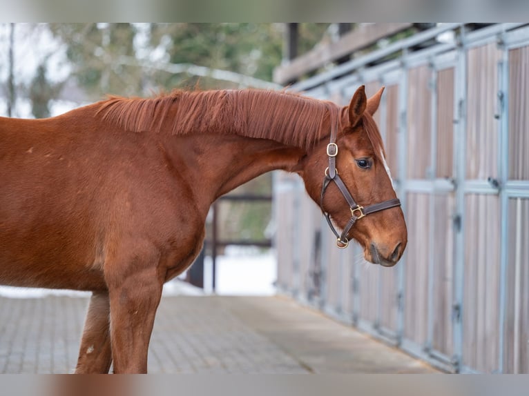 Anglo European Studbook Mare 3 years 16,1 hh Chestnut-Red in Grote Brogel