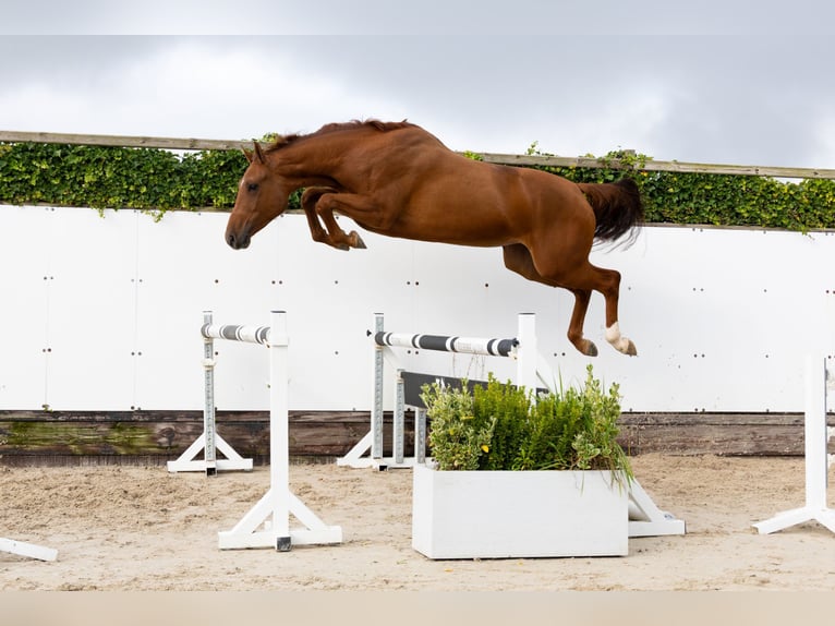 Anglo European Studbook Mare 3 years 16,1 hh Chestnut-Red in Waddinxveen Anglo European Studbook Mare 3 years 16,1 hh Chestnut-Red in Waddinxveen