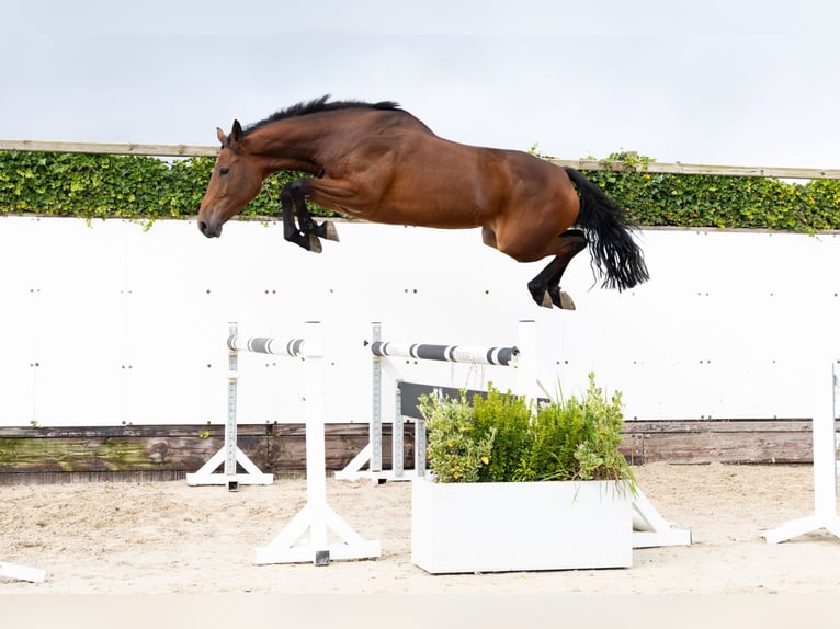 Anglo European Studbook Mare 3 years 16,2 hh Brown in Waddinxveen Anglo European Studbook Mare 3 years 16,2 hh Brown in Waddinxveen