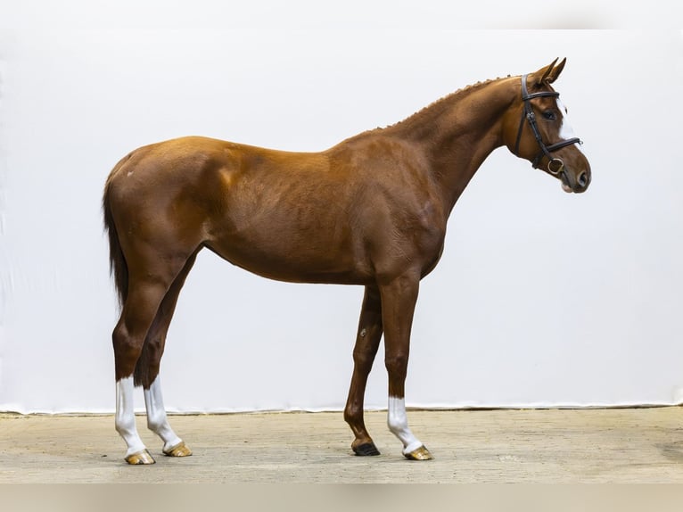 Anglo European Studbook Mare 3 years  in Waddinxveen