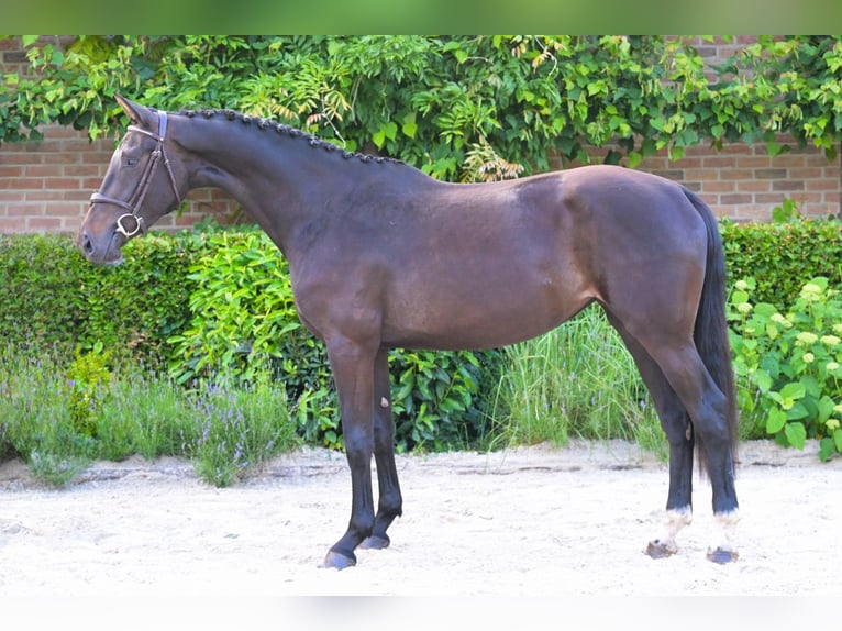 Anglo European Studbook Mare 3 years Smoky-Black in Bladel