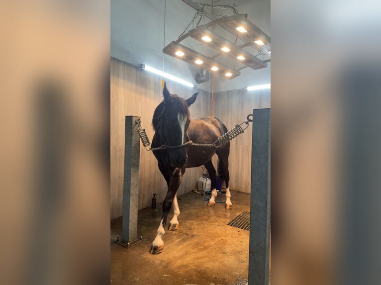 Anglo European Studbook Mare 4 years 15.2 hh Black in Poznań