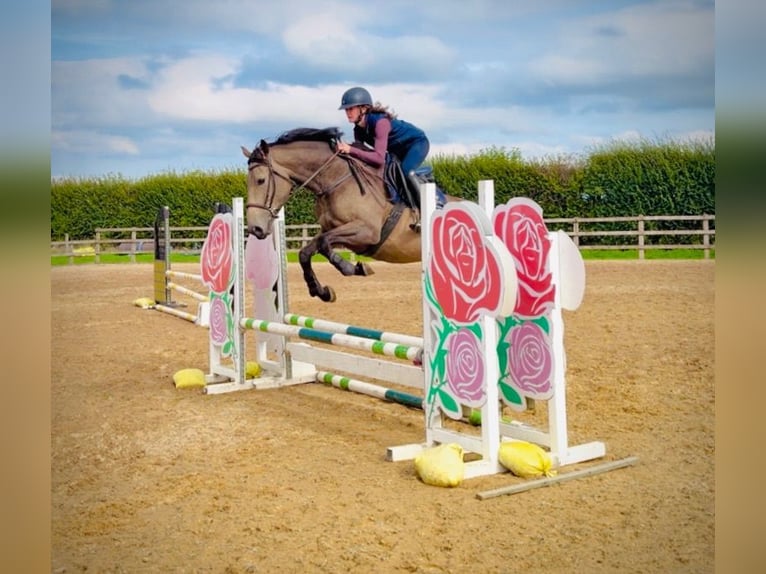 Anglo European Studbook Mare 4 years 15.2 hh Dun in grantham
