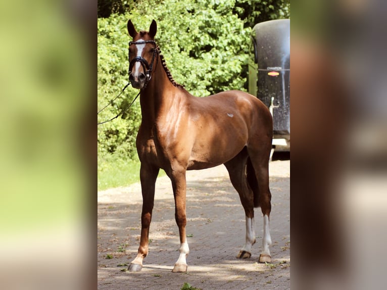 Anglo European Studbook Mare 4 years 15,3 hh Chestnut-Red in Löningen