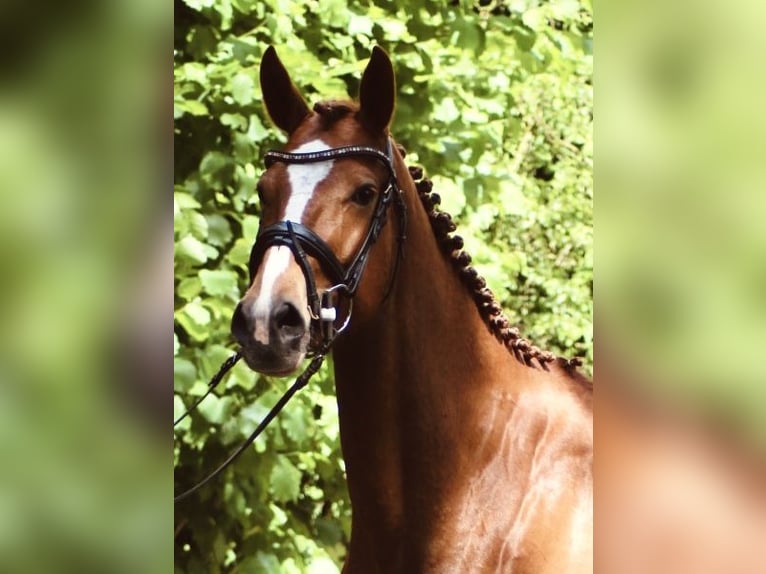 Anglo European Studbook Mare 4 years 15,3 hh Chestnut-Red in Löningen