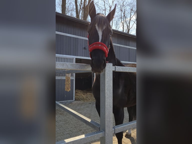 Anglo European Studbook Mare 4 years 15,2 hh Black in Poznań