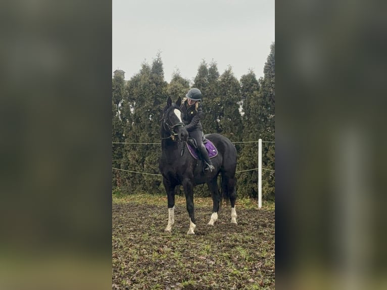 Anglo European Studbook Mare 4 years 15,2 hh Black in Poznań