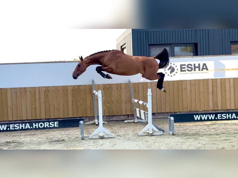 Anglo European Studbook Mare 4 years 15,2 hh Brown in GROTE-BROGEL
