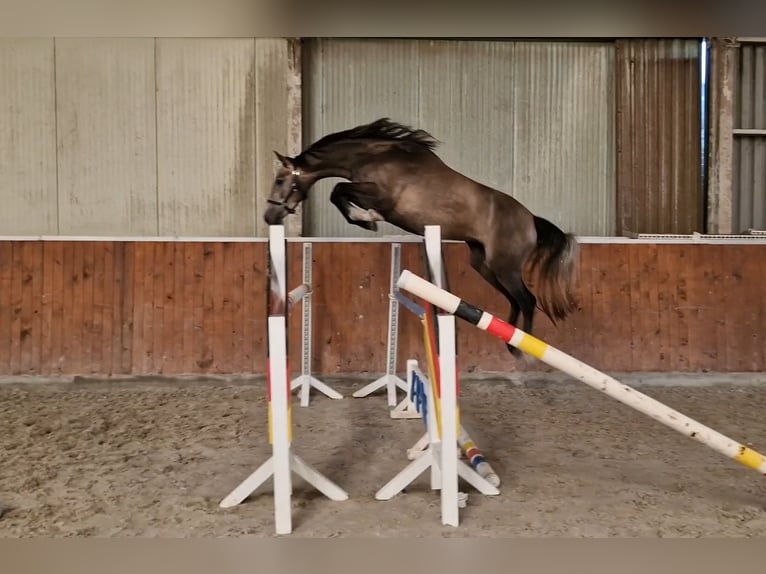 Anglo European Studbook Mare 4 years 15,2 hh Roan-Bay in Ysselsteyn