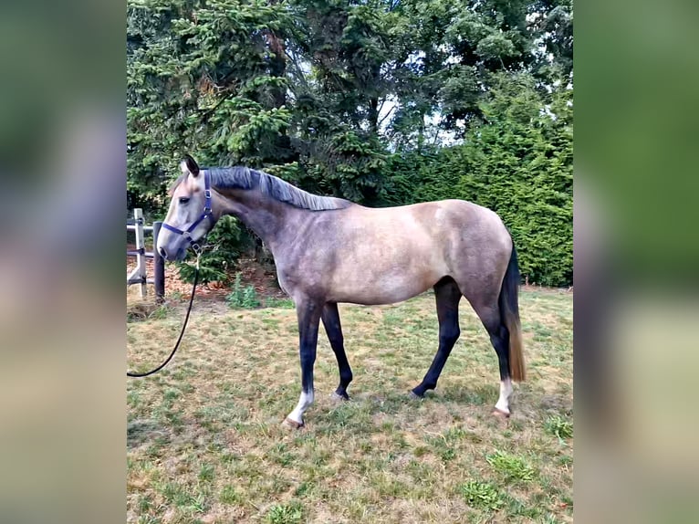 Anglo European Studbook Mare 4 years 15,2 hh Roan-Bay in Ysselsteyn