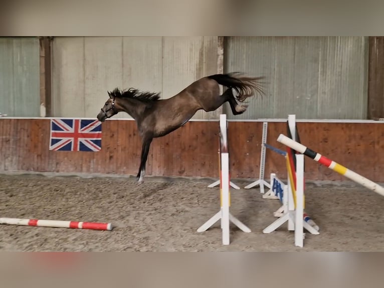 Anglo European Studbook Mare 4 years 15,2 hh Roan-Bay in Ysselsteyn