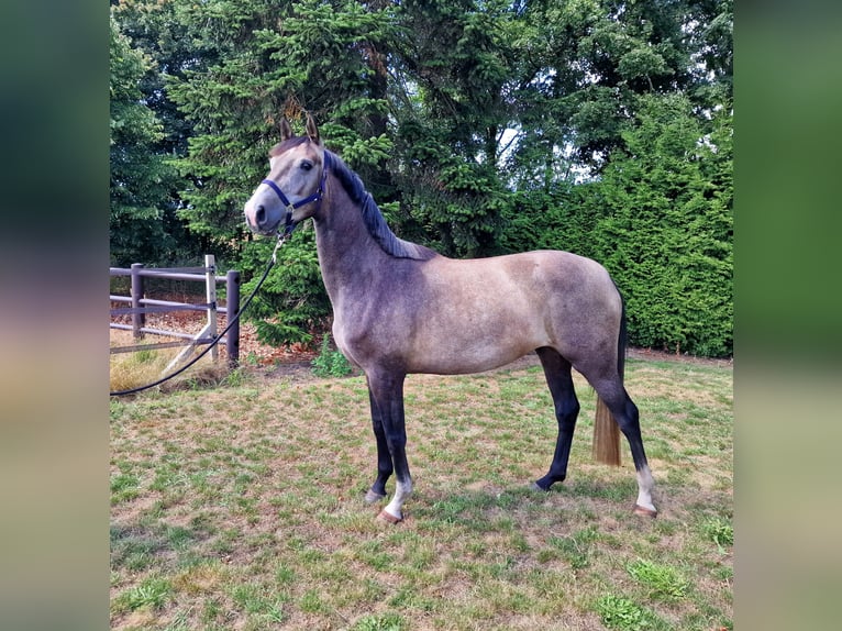 Anglo European Studbook Mare 4 years 15,2 hh Roan-Bay in Ysselsteyn
