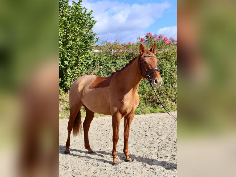 Anglo European Studbook Mare 4 years 16,1 hh Chestnut-Red in Einbeck