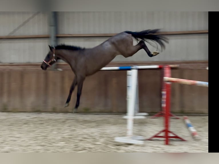 Anglo European Studbook Mare 4 years 16.1 hh Smoky-Black in Zieuwent
