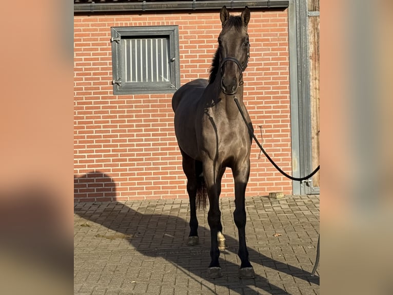 Anglo European Studbook Mare 4 years 16.1 hh Smoky-Black in Zieuwent