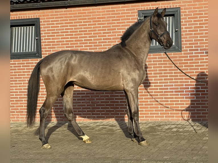 Anglo European Studbook Mare 4 years 16.1 hh Smoky-Black in Zieuwent