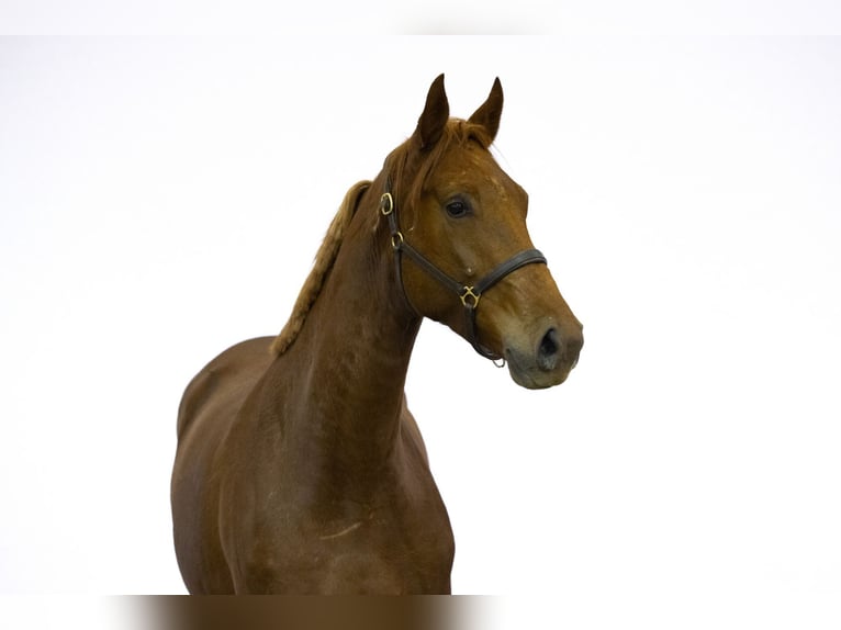 Anglo European Studbook Mare 4 years 16,2 hh Chestnut-Red in Waddinxveen