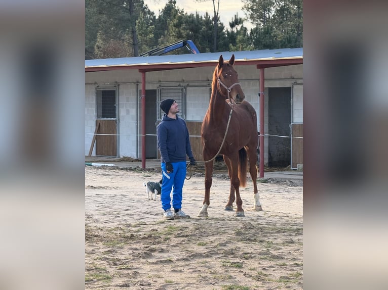 Anglo European Studbook Mare 4 years 16,2 hh Chestnut in Cañiza, A (Casco Urbano)