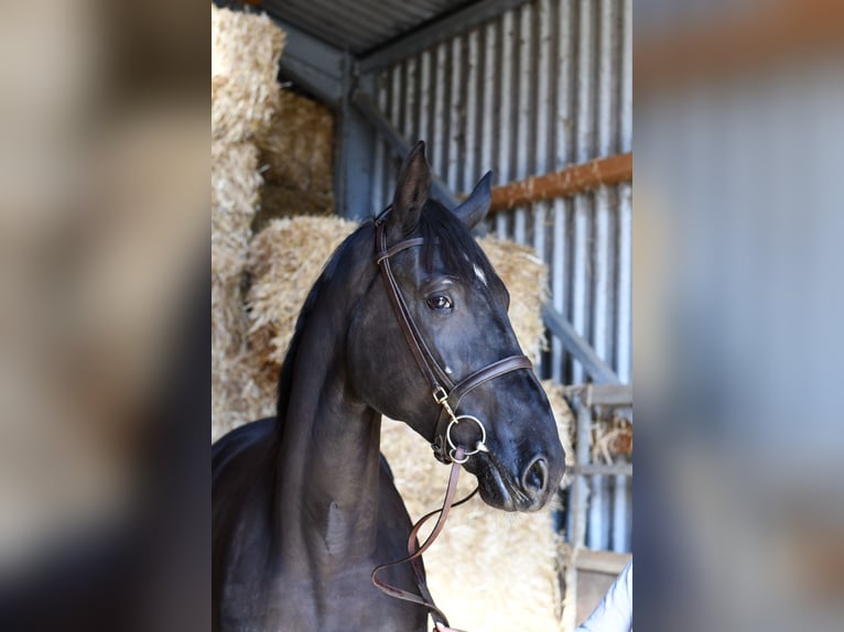 Anglo European Studbook Mare 4 years 16.3 hh Black in Geilenkirchen