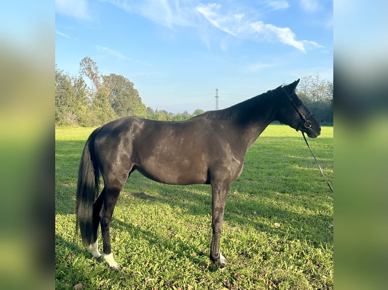 Anglo European Studbook Mare 4 years 16 hh Black in GROTE-BROGEL