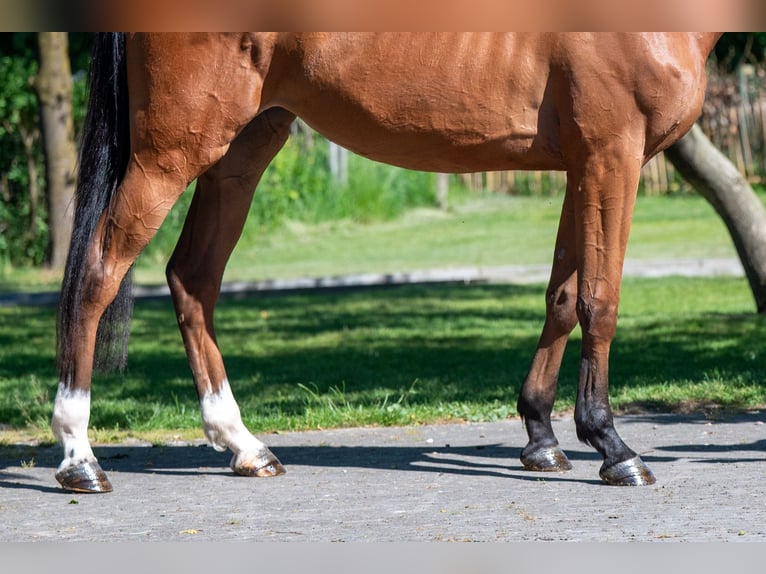 Anglo European Studbook Mare 4 years 16 hh Brown in GROTE-BROGEL