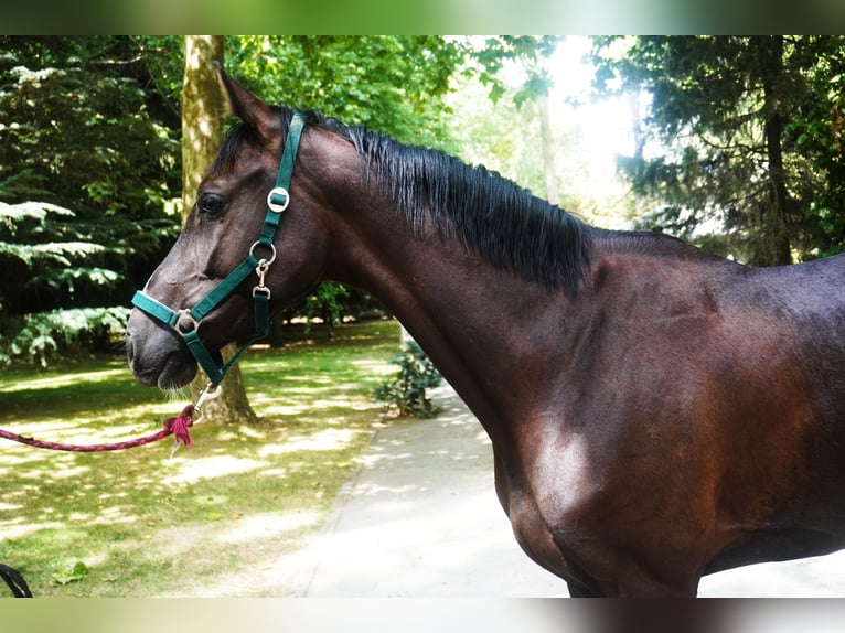 Anglo European Studbook Mare 4 years 16,1 hh Bay-Dark in Alcorcon