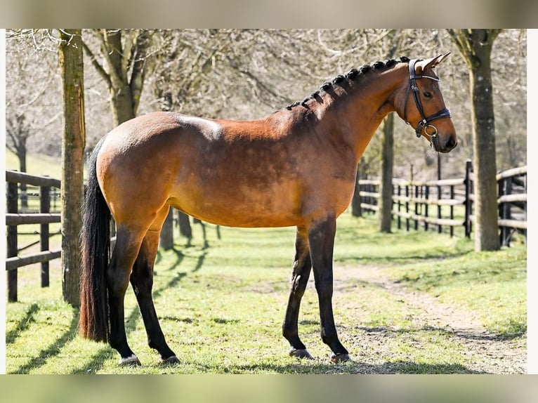 Anglo European Studbook Mare 4 years 16,1 hh Brown in le pin