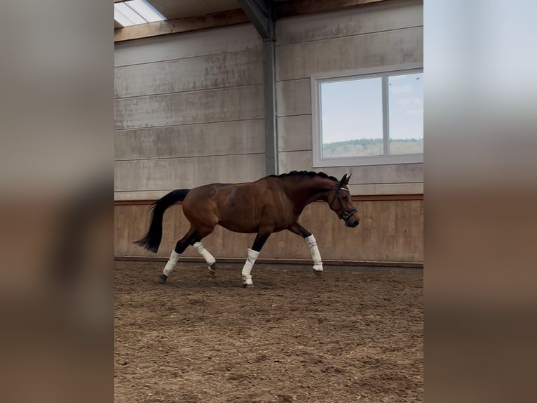Anglo European Studbook Mare 4 years 16,1 hh Brown in le pin