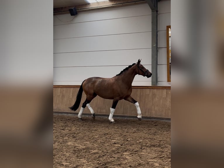 Anglo European Studbook Mare 4 years 16,1 hh Brown in le pin
