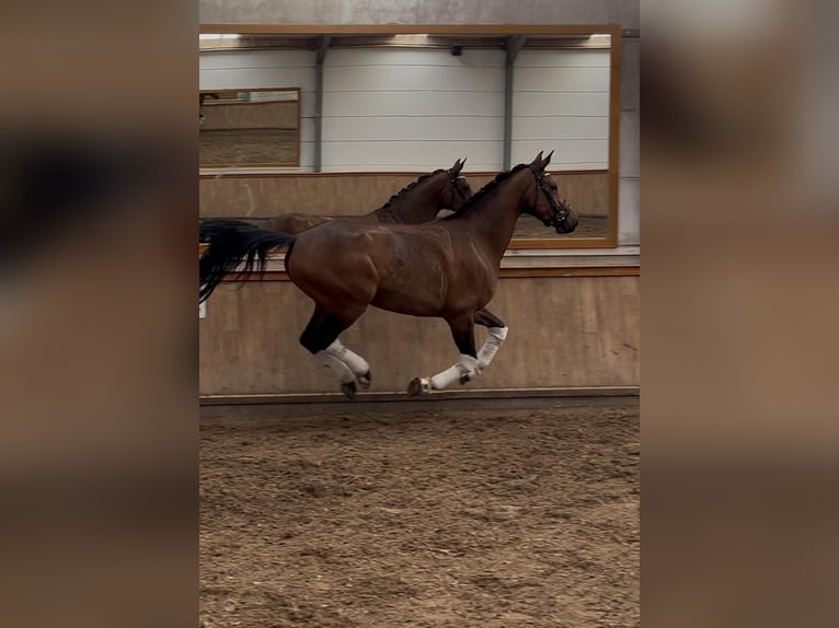 Anglo European Studbook Mare 4 years 16,1 hh Brown in le pin