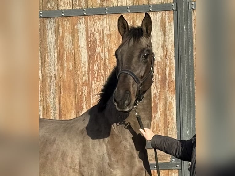 Anglo European Studbook Mare 4 years 16,1 hh Smoky-Black in Zieuwent