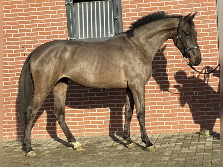Anglo European Studbook Mare 4 years 16,1 hh Smoky-Black in Zieuwent